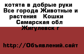 котята в добрые руки - Все города Животные и растения » Кошки   . Самарская обл.,Жигулевск г.